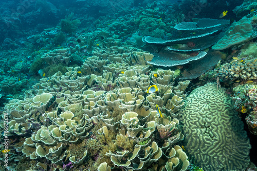Reef scenic with pristine stony coral colonies, Raja Ampat Indonesia. photo