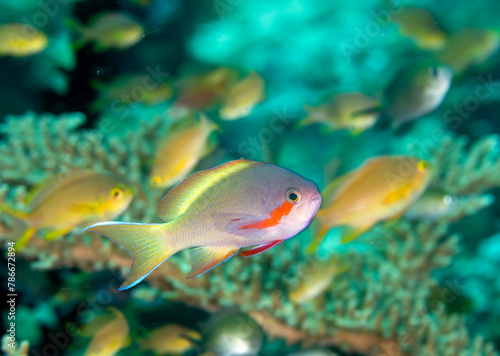 Lyretail anthias male, Pseudanthias squamipinnis, with his harem females, Raja Ampat Indonesia. photo