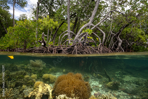 Mangrove forest and coral reefs in split shot, Gam Island Raja Ampat Indnonesia.