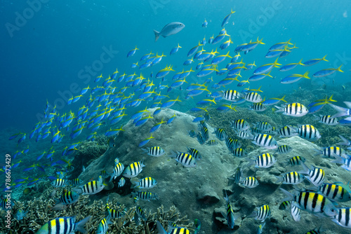 Yellowback fusiliers Caesio teres, and sergeant fishes, Abudefduf vaigiensis, Raja Ampat Indonesia.