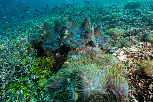 Giant clam, Tridacna gigas, with magnificient anemone and clown fishes, Raja Ampat West Papua Indonesia. photo