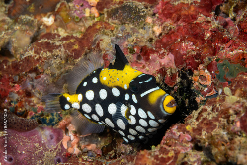 Juvenile Clown triggerfish, Balistoides conspicillum, Raja Ampat Indonesia.