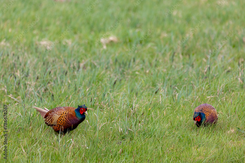 Fototapeta premium A common pheasant also known as ring-necked pheasants in its natural habitat, Two male Phasianus colchicus about to collide on the green grass meadow in breeding season, Living out naturally.
