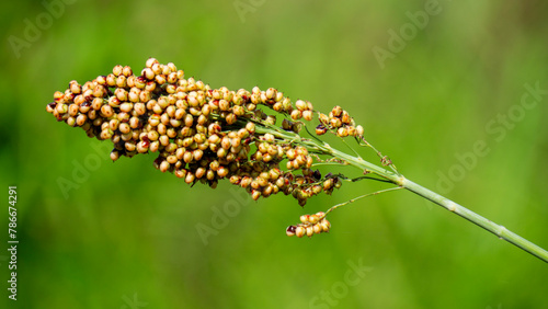 Sorghum bicolor  Cantel  gandrung  great millet  broomcorn  guinea corn . The grain finds use as human food  and for making liquor  animal feed  or bio-based ethanol. Sorghum grain is gluten free