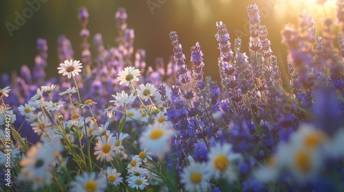 A beautiful field filled with purple and white flowers, perfect for nature lovers and springtime themes