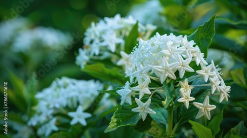 White flowers of Pentas lanceolata flourishing in the garden photo