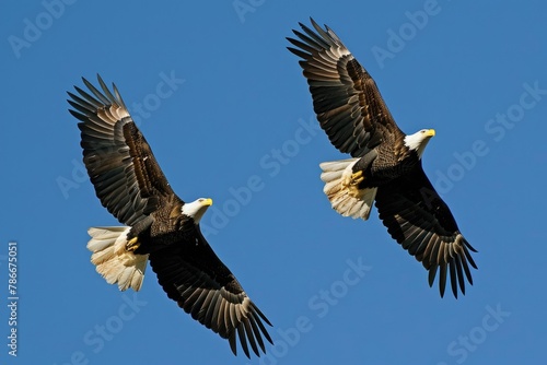 Majestic bald eagles soaring in the sky, Behold the majestic sight of bald eagles as they soar effortlessly through the sky © SaroStock