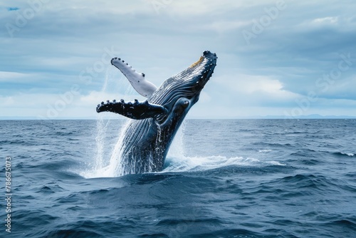 Majestic humpback whale breaching in open ocean, Experience the sheer magnificence of a humpback whale breaching in the vast expanse of the open ocean