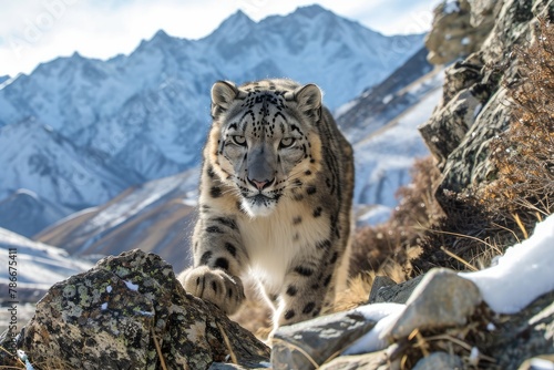 Mysterious and elusive snow leopards in mountainous terrains, Explore the enigmatic world of snow leopards as they navigate the rugged and remote landscapes of high mountain regions