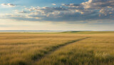 wheat field and sky, field and sky, field of wheat
