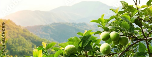 Green grapefruit growing on tree with mountain view. Copy space image. Place for adding text or design