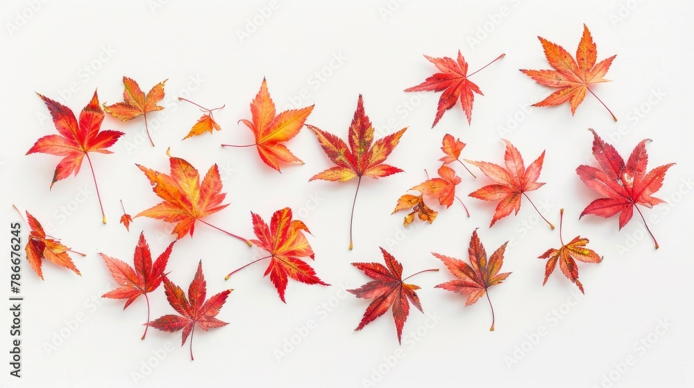 Colorful autumn leaves on a white background, perfect for seasonal designs Colorful autumn leaves on a white background, perfect for seasonal designs