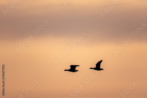 Silhouette of wild geese flying in a magnificent sunset sky