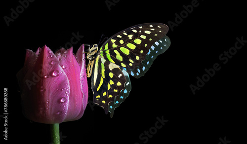 Bright spotted butterfly on colorful purple tulip in water drops isolated on ...