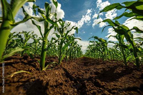 Low angle view of green corn stalks growing in an agricultural farm field with a clear sky