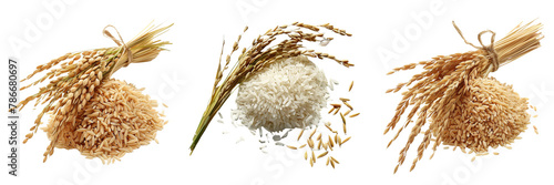 Set of a rice a paddy in the out line no shaded underneath, on a transparent background