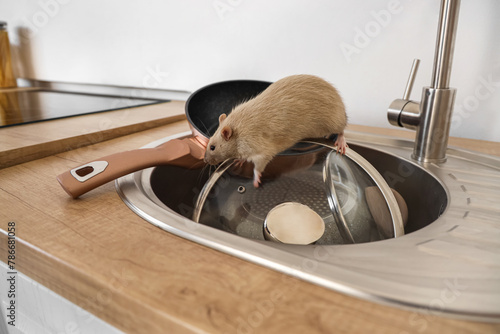 Little rat on lid in sink, ...