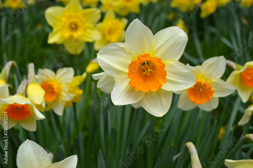 White and orange daffodils blooming in a garden