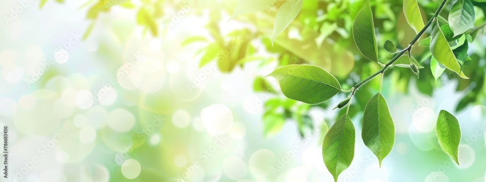 Green leaves in soft sunlight with a blurred bokeh background, evoking a sense of nature, freshness, and tranquility. Concept of environment, growth, and natural beauty.
Green leaves in soft sunlight with a blurred bokeh background, evoking a sense of nature, freshness, and tranquility. Concept of environment, growth, and natural beauty.