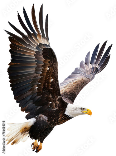 PNG Animal flying eagle bird