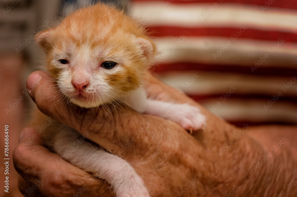 One-week-old orange kitten with eyes beginning to open 