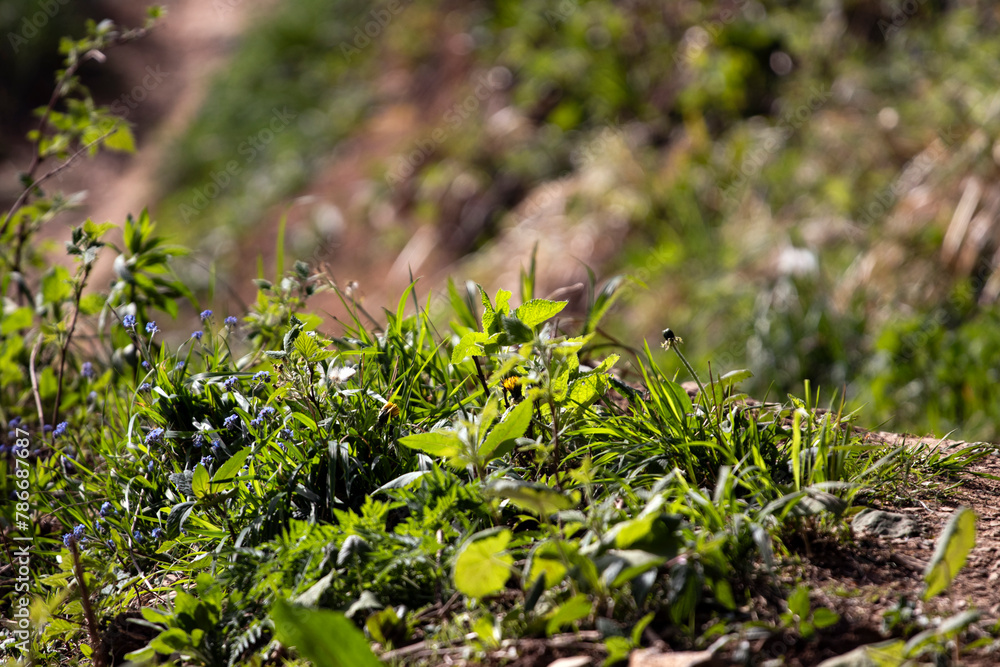 green moss on the ground green moss on the ground