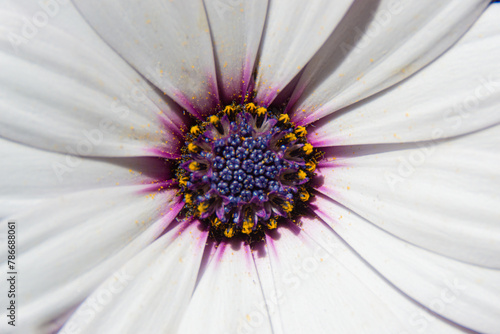 Anther and petals of a white dimorphoteca. Macro image with natural light.