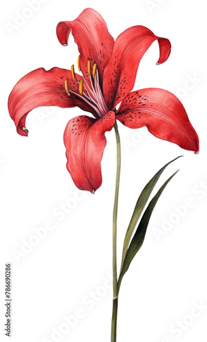 PNG Red lily flower plant white background