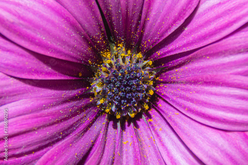 Pollen of a violet dimorphoteca eklonis in bright sunloight. Detail of the anther of a flower.