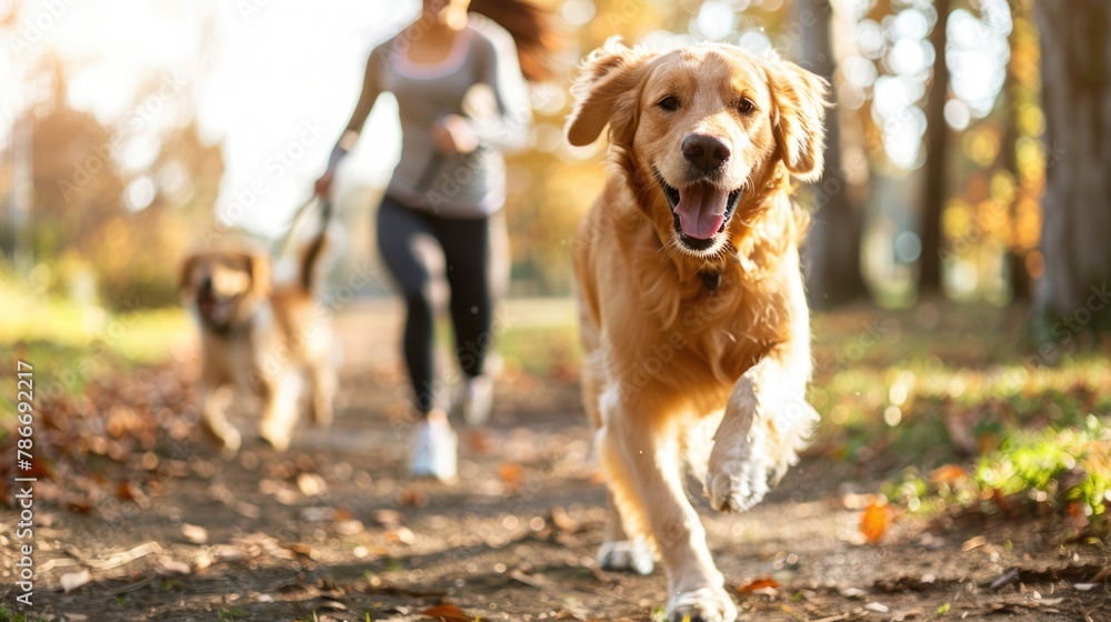 A happy running Golden retriever dog with the owner at park in the morning sunrise. A happy running Golden retriever dog with the owner at park in the morning sunrise.