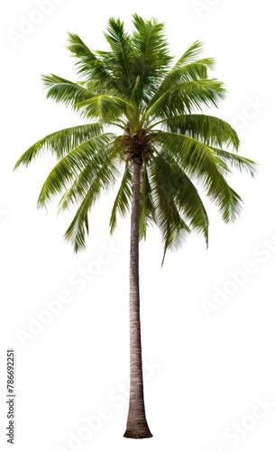 PNG Plant tree tranquility arecaceae