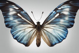 Wings of a butterfly Morpho Morpho butterfly wings isolated on a white background Beautiful blue tropical butterfly in flight with wings spread on grey