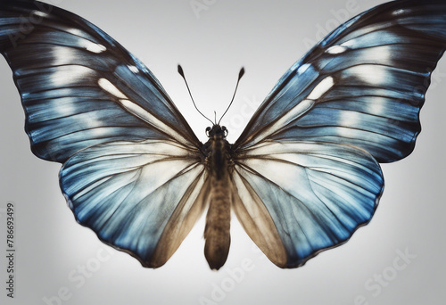 Wings of a butterfly Morpho Morpho butterfly wings isolated on a white background Beautiful blue tropical butterfly in flight with wings spread on grey
