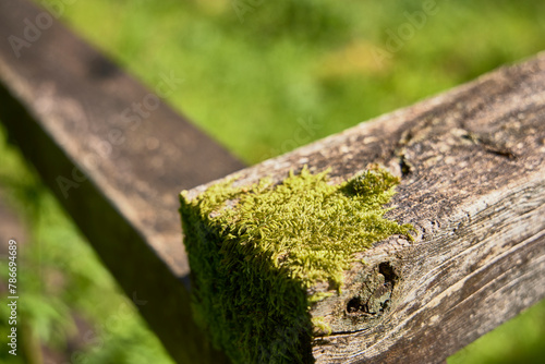 Moss. Wooden railing of a fence. Moss grows in one corner due to the humidity in the area.