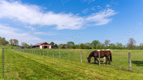 Two quarter horses in a Tennessee field