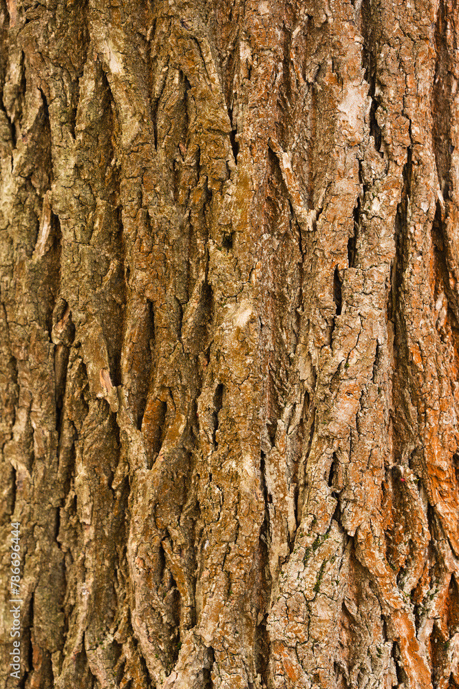 Bark of tree. Seamless brown tree bark texture Bark of tree. Seamless brown tree bark texture