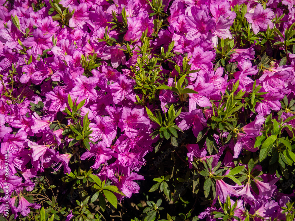 Many azalea flowers on a bush. Spring in the subtropics. Early flowering. background of flowers. Pink petals. Many azalea flowers on a bush. Spring in the subtropics. Early flowering. background of flowers. Pink petals.