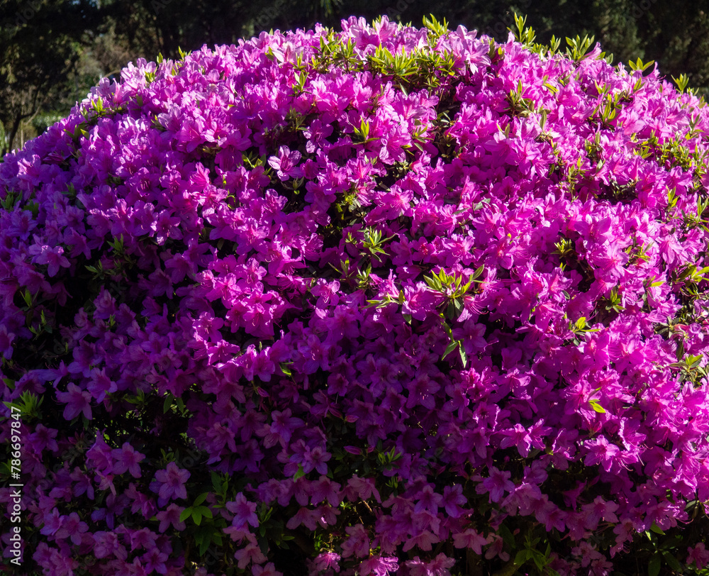 Many azalea flowers on a bush. Spring in the subtropics. Early flowering. background of flowers. Pink petals. A Many azalea flowers on a bush. Spring in the subtropics. Early flowering. background of flowers. Pink petals. A