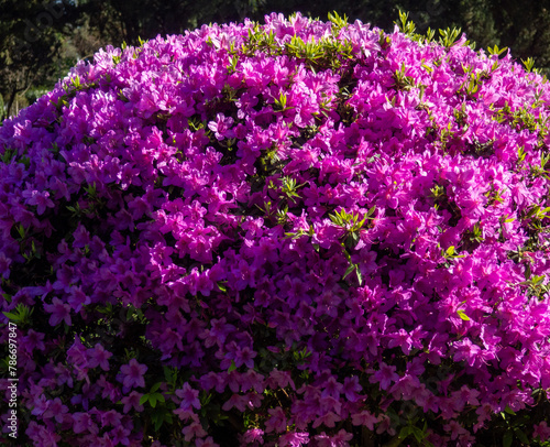 Many azalea flowers on a bush. Spring in the subtropics. Early flowering. background of flowers. Pink petals. A