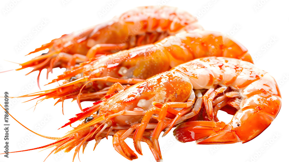 shrimp isolated on white background shrimp isolated on white background