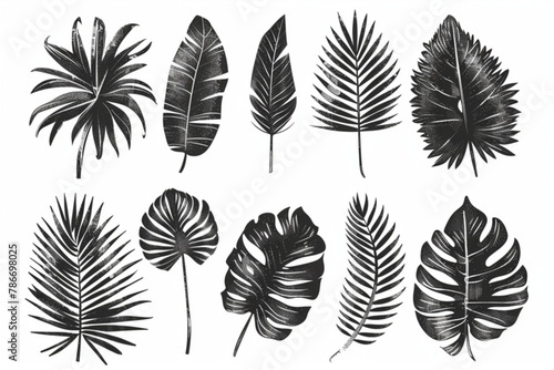 Palm leaf hand drawn crayon brush illustration. Foliage black tropical jungle leaves monstera, banana tree leaf texture silhouette elements. Hand drawn grunge black texture. Vector illustration. vecto photo