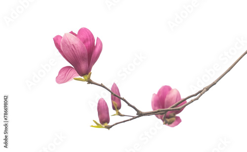 magnolia flower branch isolated on white background