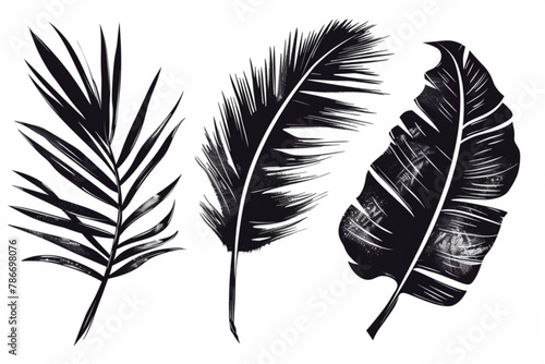 Palm leaf hand drawn crayon brush illustration. Foliage black tropical jungle leaves monstera, banana tree leaf texture silhouette elements. Hand drawn grunge black texture. Vector illustration. vecto photo