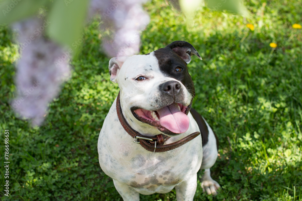 The dog is relaxing in the park in nature in lilac flowers. Walking with a pet