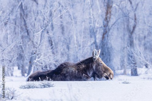 moose in the snow	