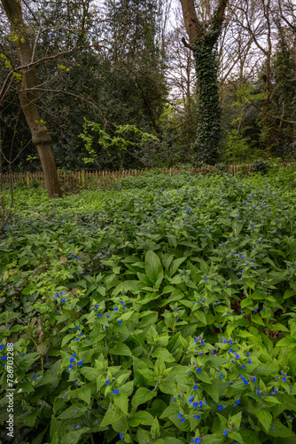 Trees and plants in Holland Park woods  London  UK. Holland Park is a public park with woods and gardens in the London borough of Kensington.