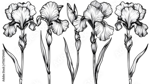 Vector Iris floral botanical flower. Black and white engraved ink art. Isolated iris illustration element. photo