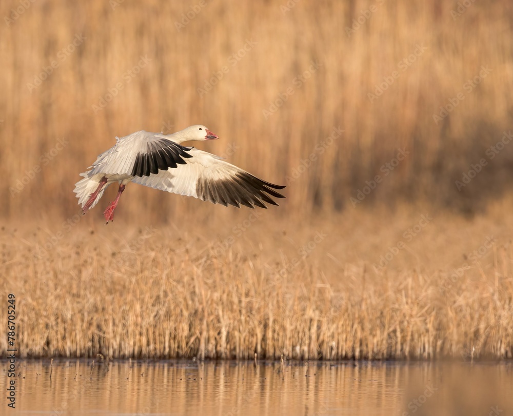 A Snow Goose prepares for a water landing. A Snow Goose prepares for a water landing.