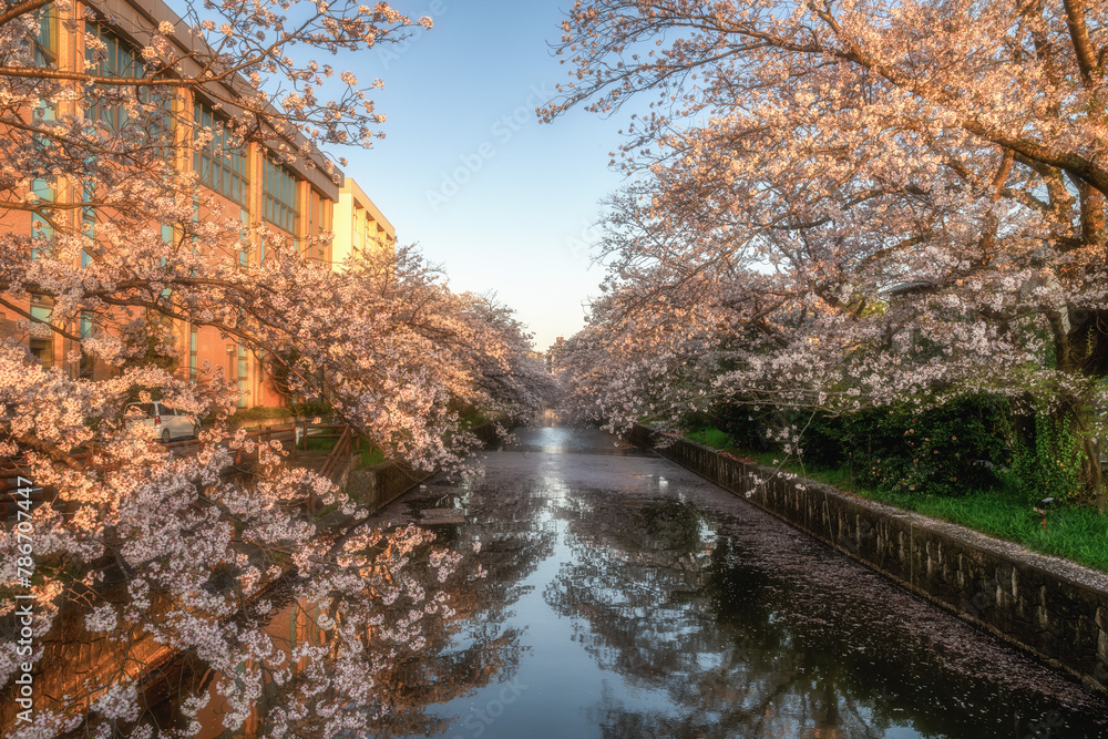 土浦市新川の満開の桜