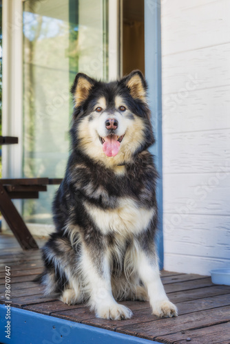 Fotografie alaskan malamute dog in black white sits on a bench in a park